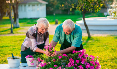 Senior gardening: couple gardening together